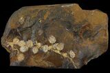 Paleocene Fossil Fruit (Hamamelidaceae) - North Dakota #95373-1